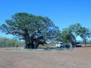 Oz Travellers - Large Boab tree - A Van under tree is Gavin & Jeannette's
