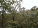 Oz Travellers - Tree top walk at Valley of the Giants at Walpole