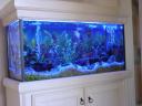 Blue light Fish Tank