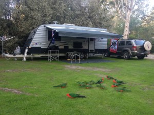 parrots join us each day at Eildon